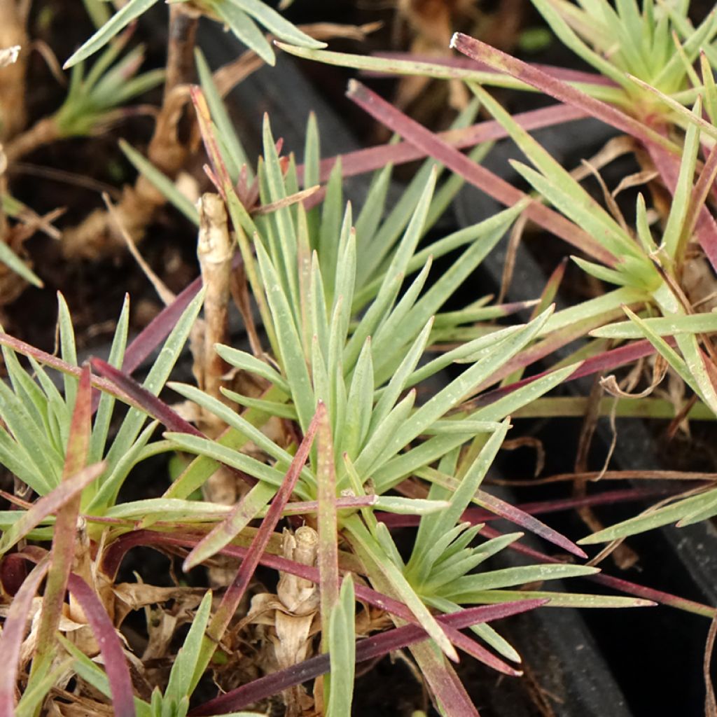Dianthus plumarius Scent First Iced Gem