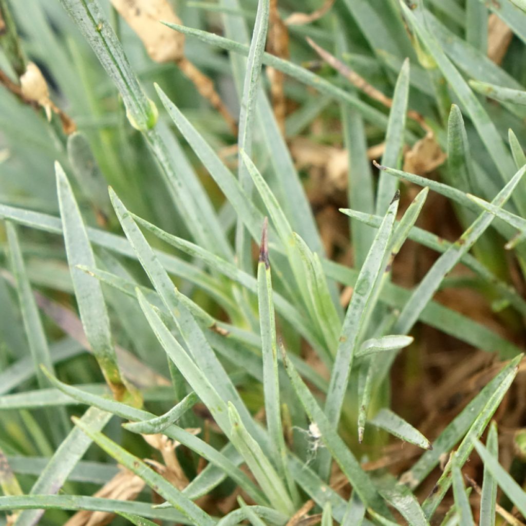 Dianthus plumarius Scent First Raspberry Sundae