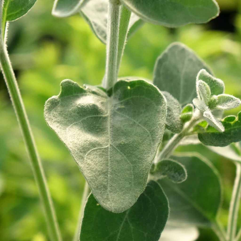 Dicliptera squarrosa