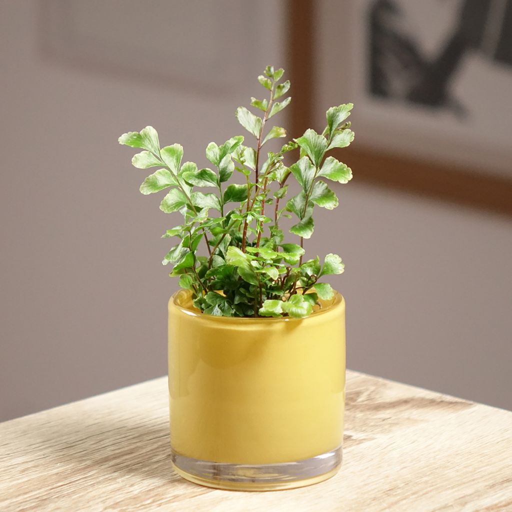 Didymochlaena truncatula - Fougère arborescente à frondes tronquées