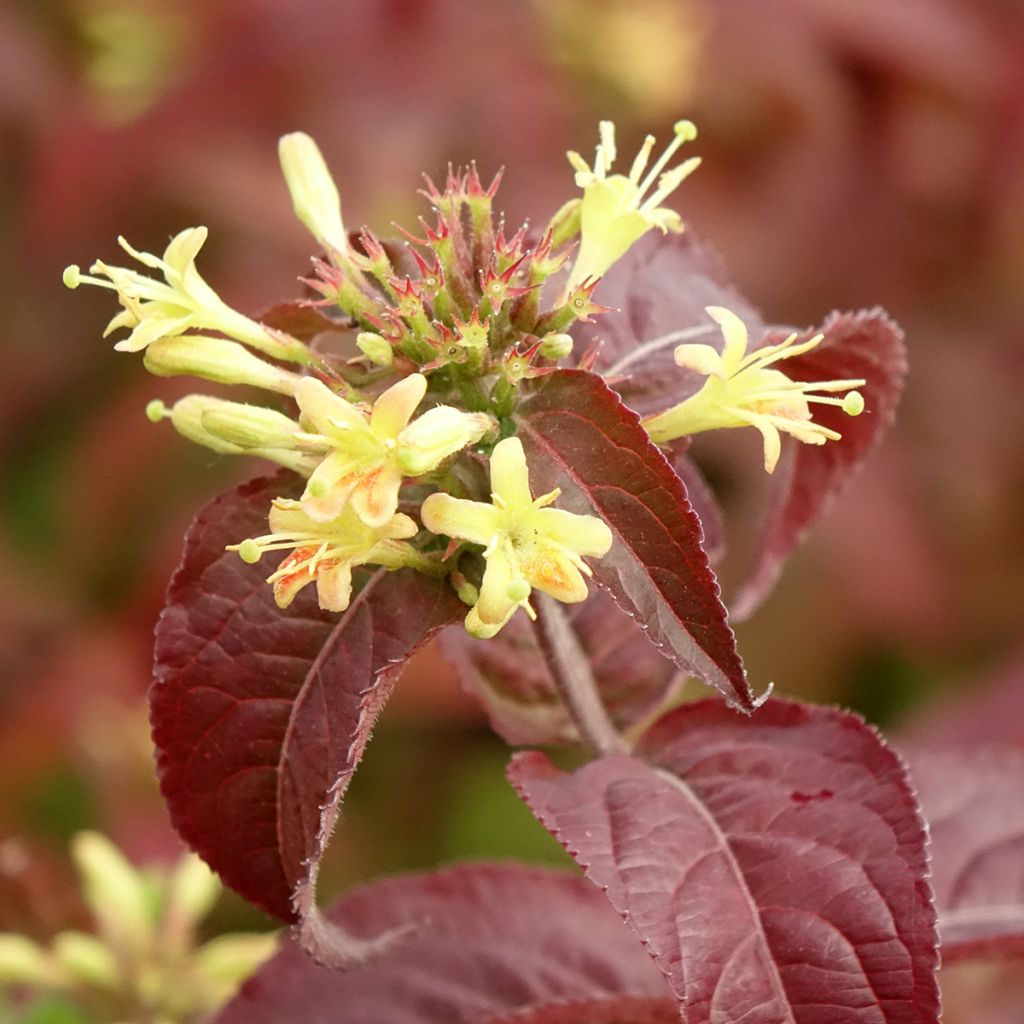 Diervilla rivularis Troja Black