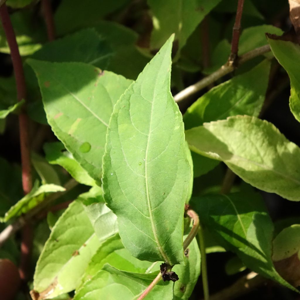 Diervilla splendens Honey Surprise