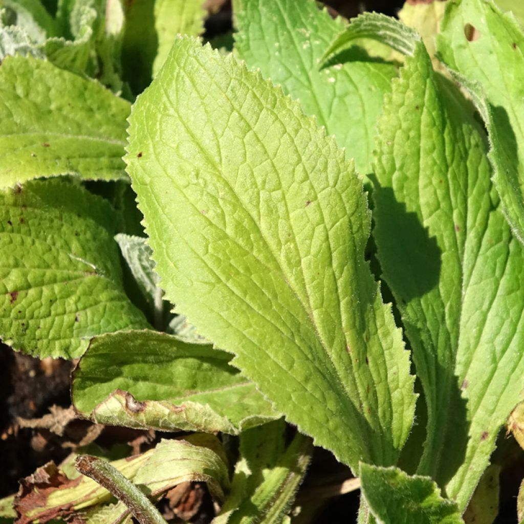 Digitalis mertonensis Summer King