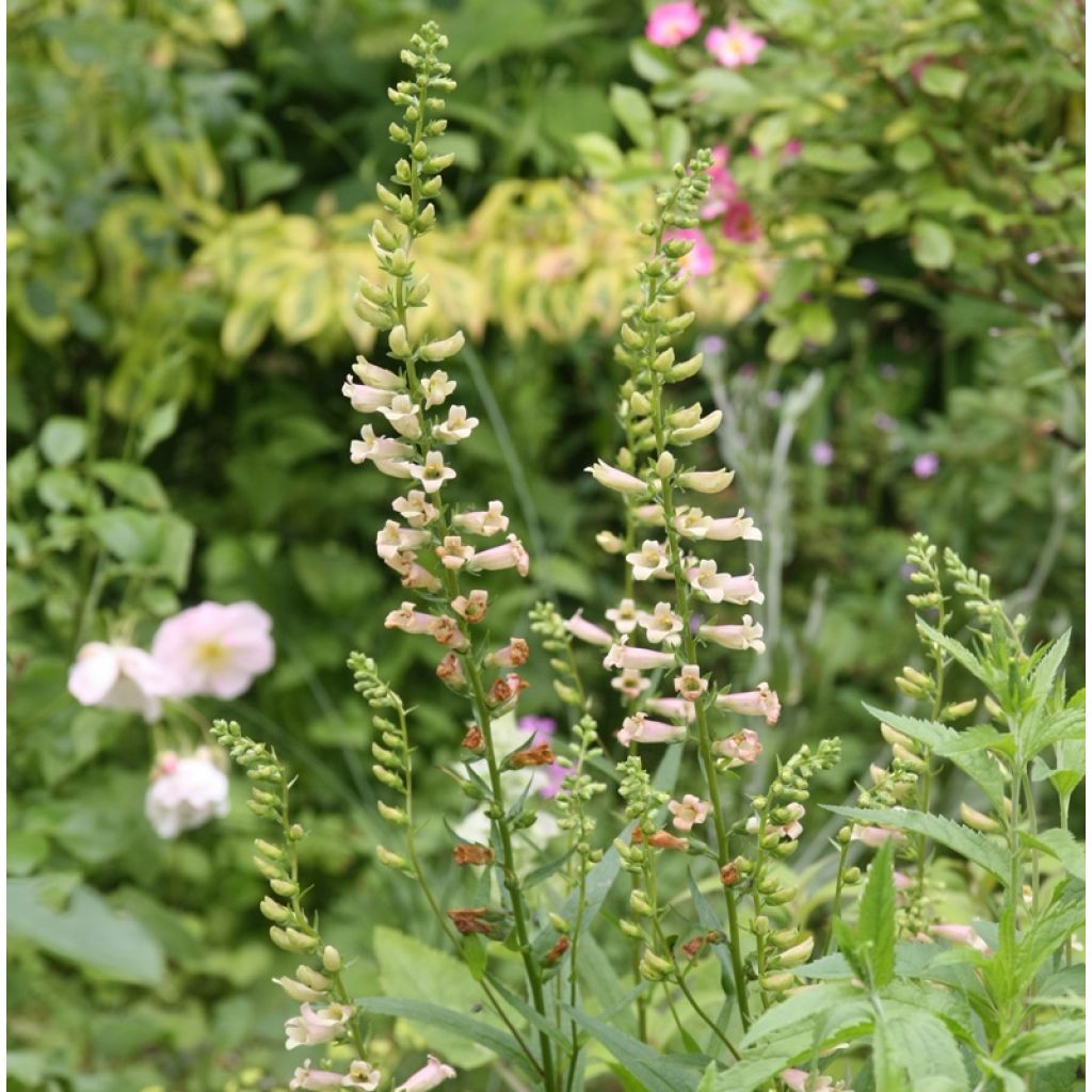 Digitalis Glory of Roundway - Digitale