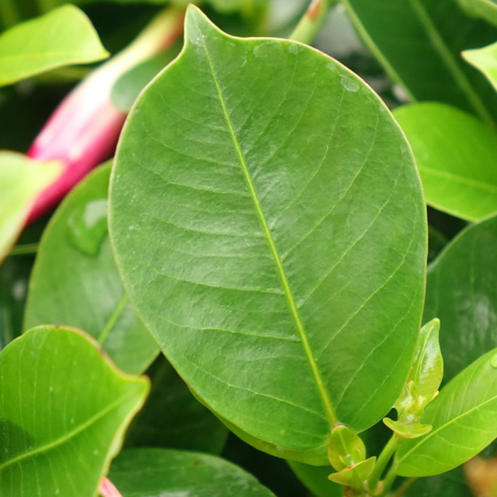 Dipladénia BELLA Compact Vermelho