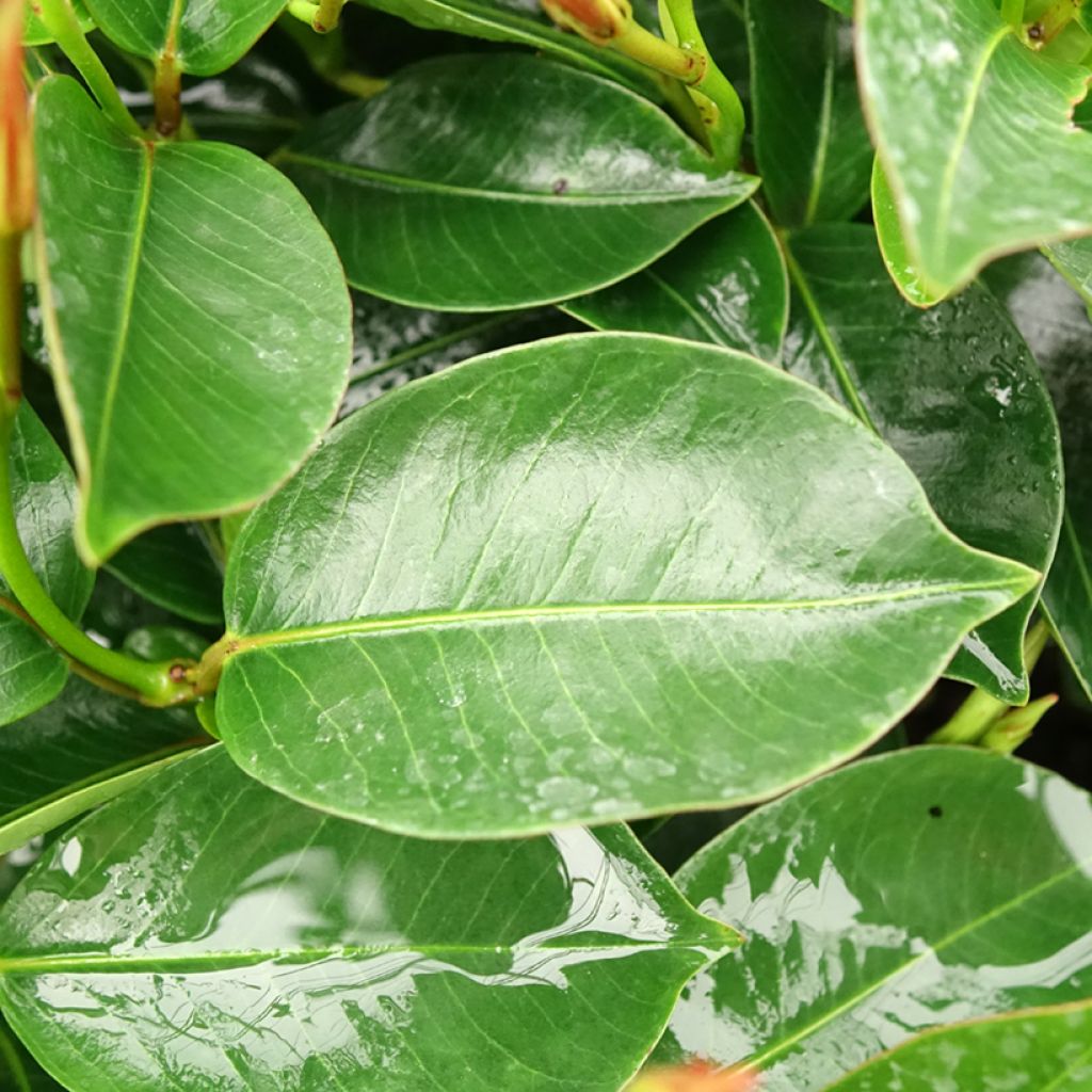 Dipladénia BELLA Pink Star