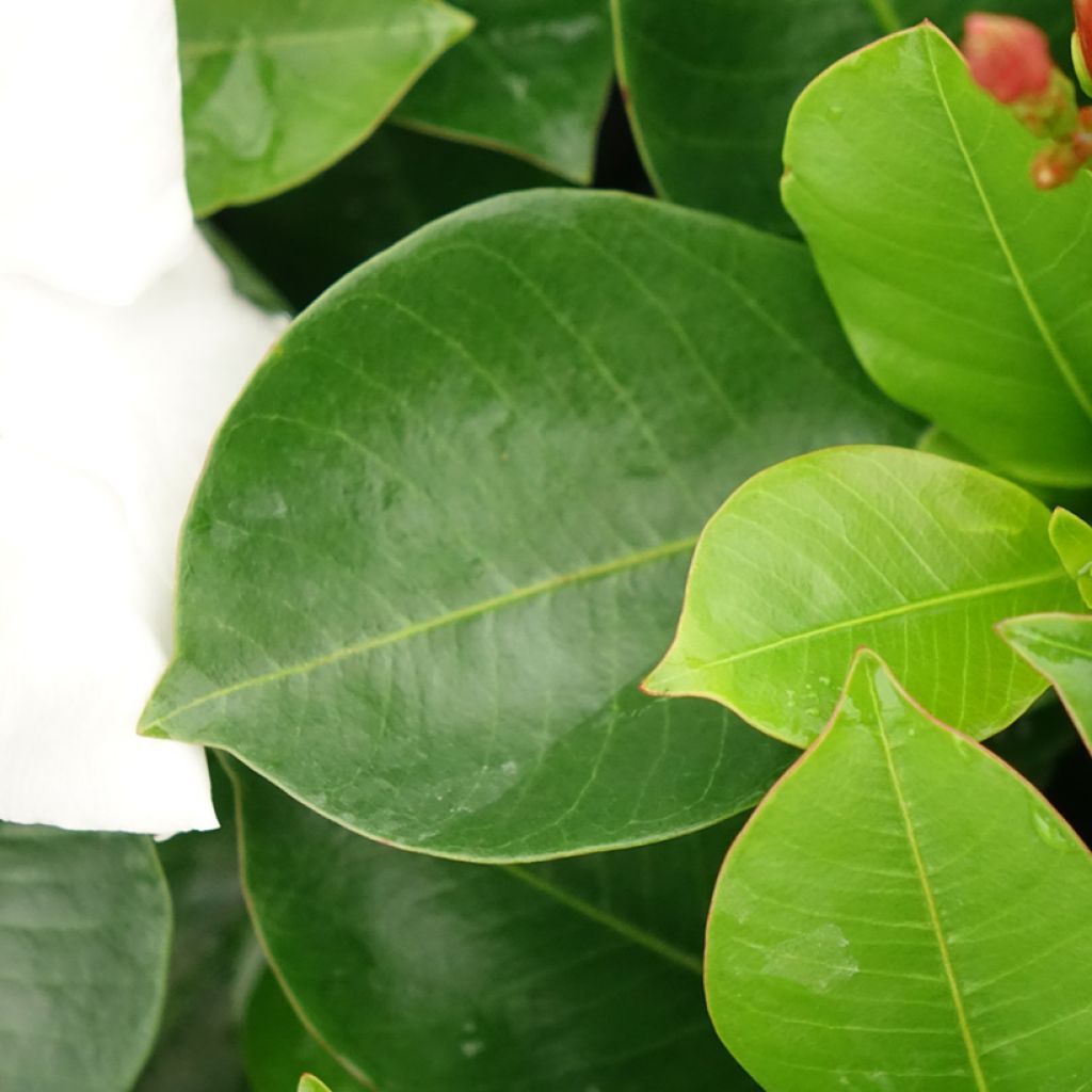 Dipladénia BELLA Branco