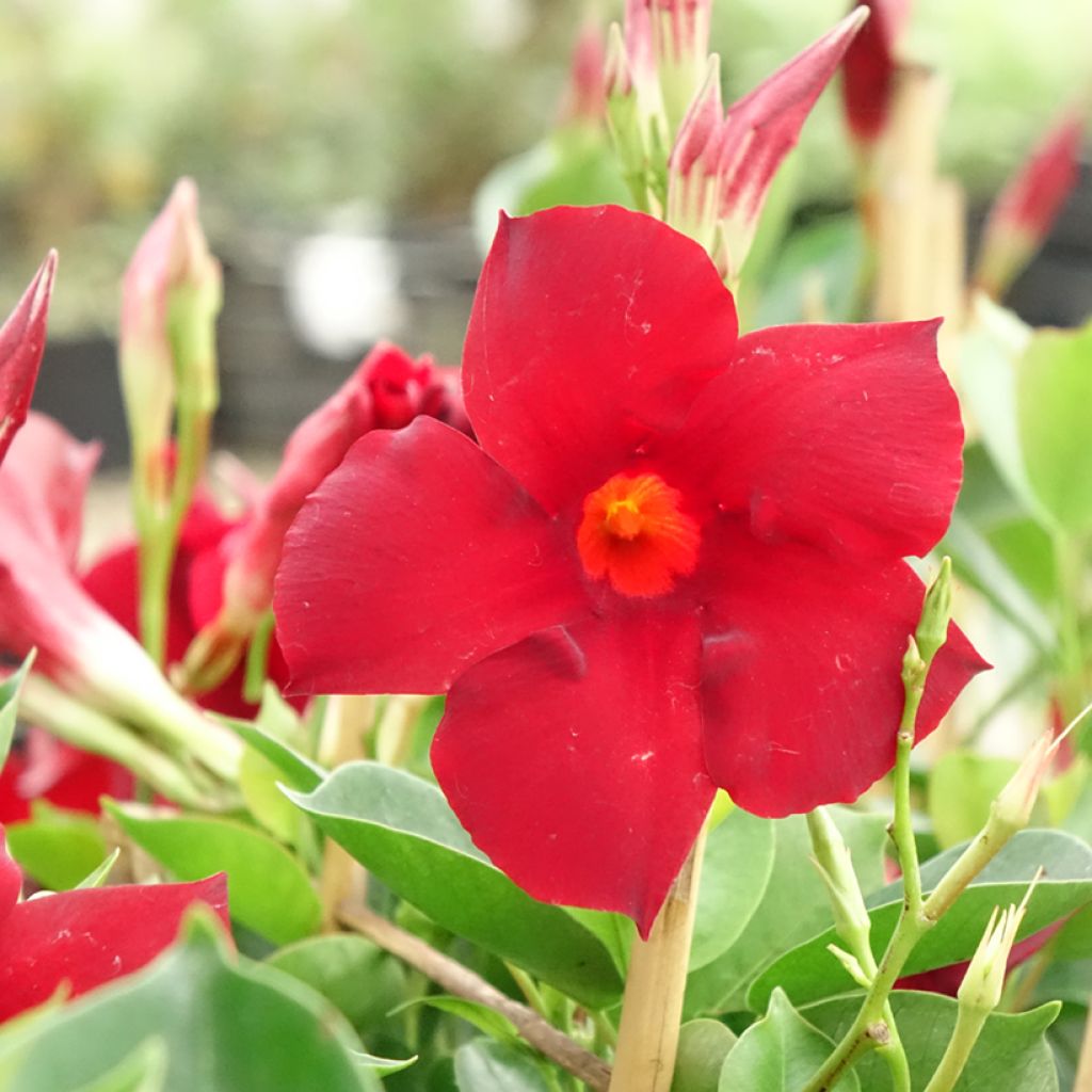 Dipladénia Diamantina Jade XXL Red