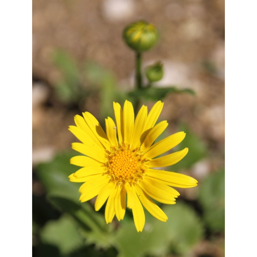 Doronicum orientale Little Leo - Doronic du Caucase