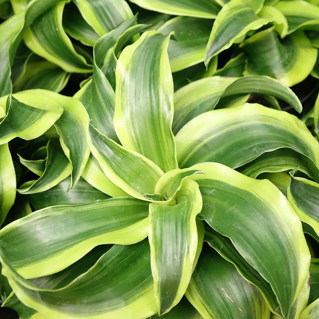 Dracaena Dragontree Tornado - Tronchetto della Felicità