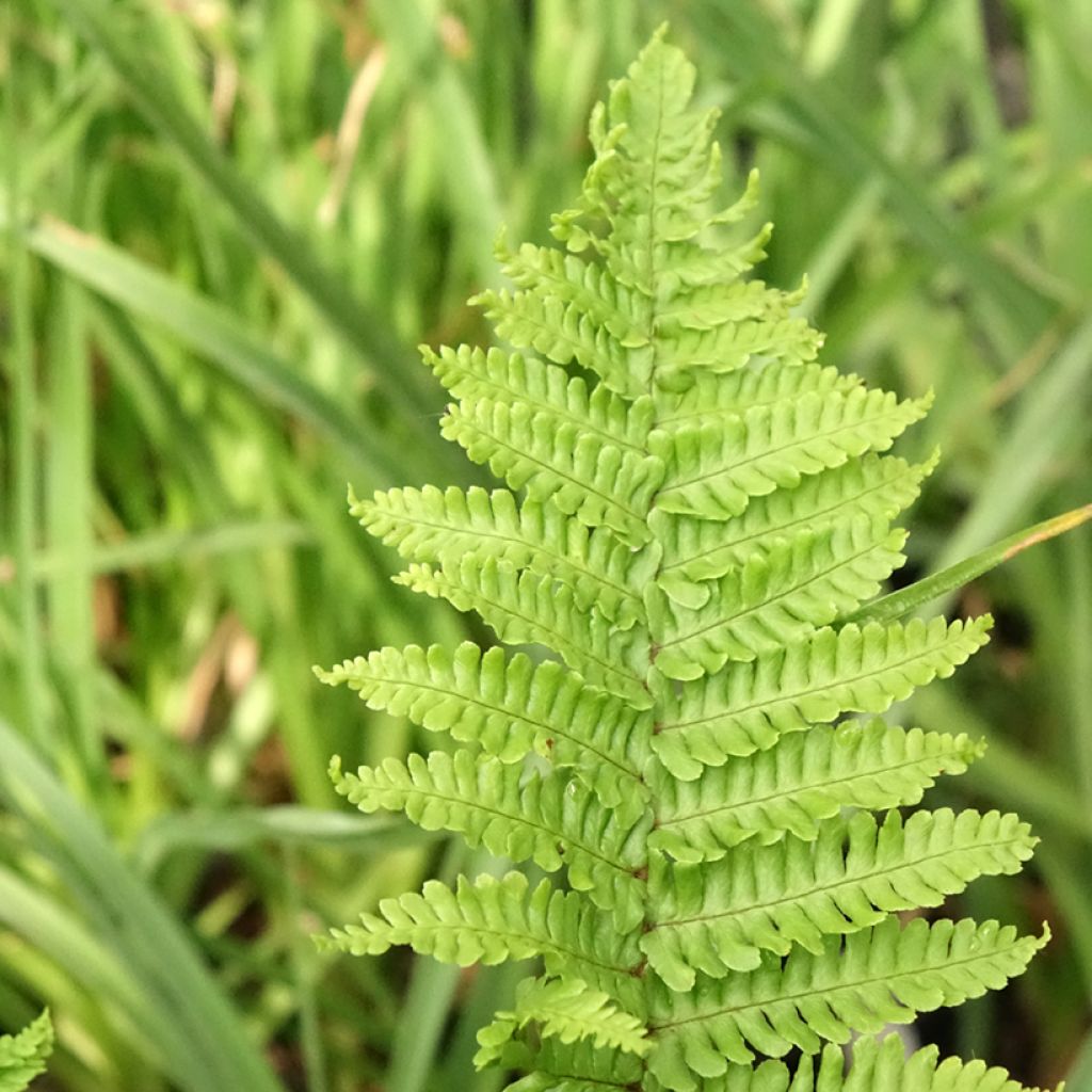 Dryopteris affinis Crispa