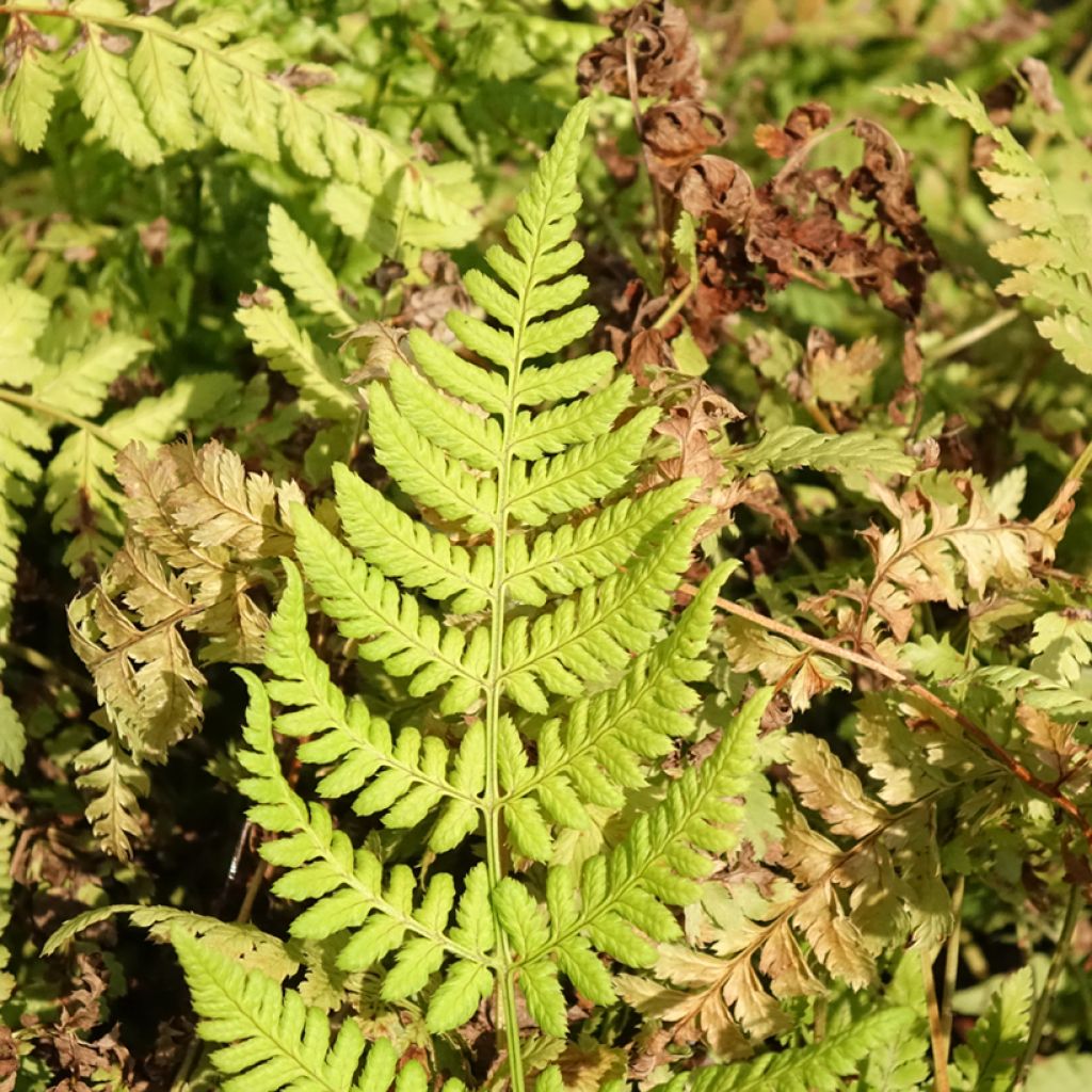 Dryopteris dilatata Crispa Whiteside