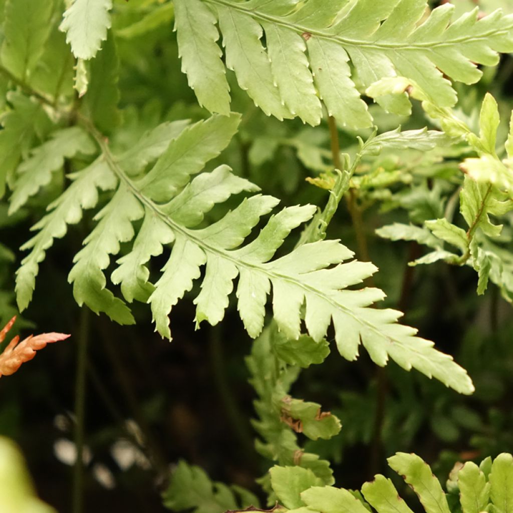 Dryopteris erythrosora Prolifica