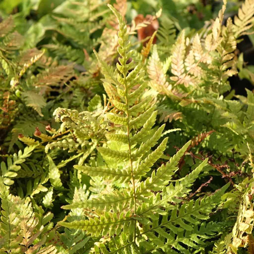 Dryopteris erythrosora Prolifica