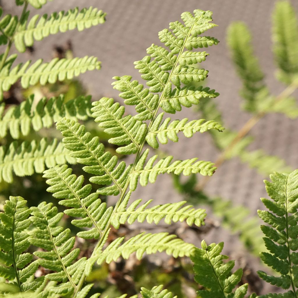Dryopteris stewartii