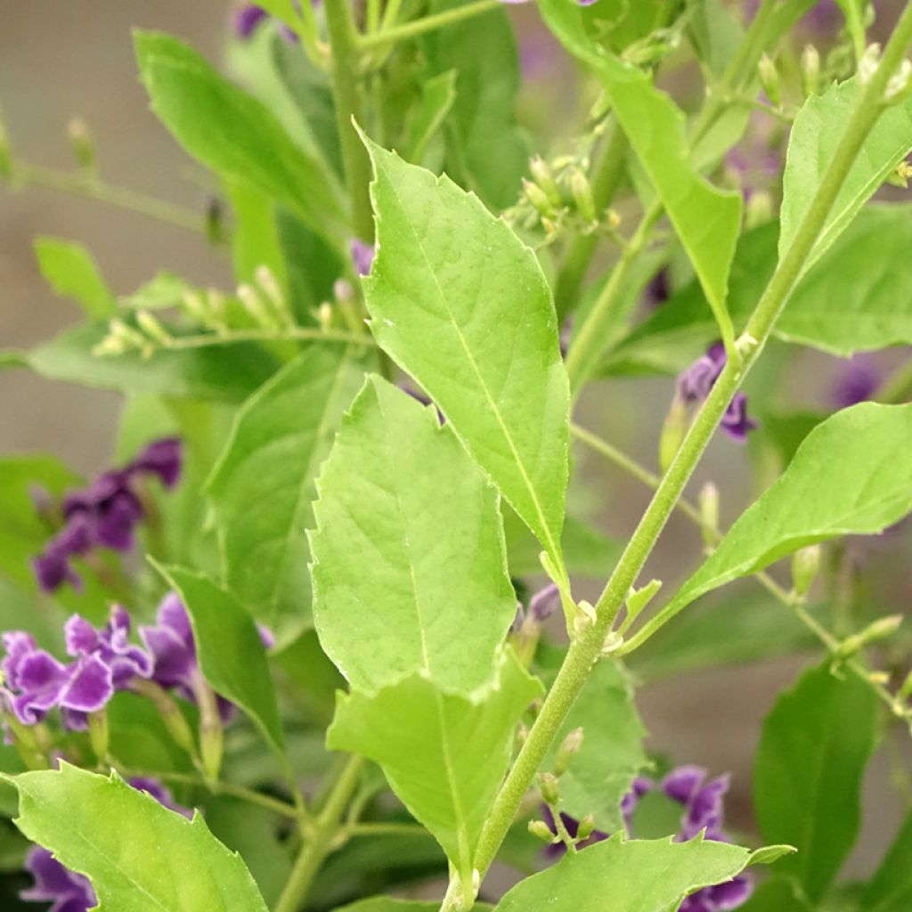 Duranta repens