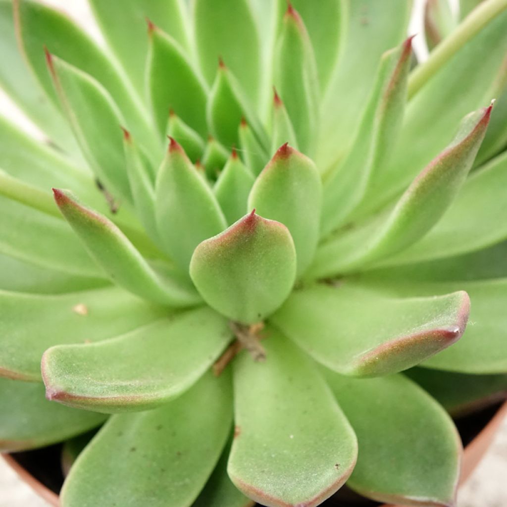 Echeveria agavoides