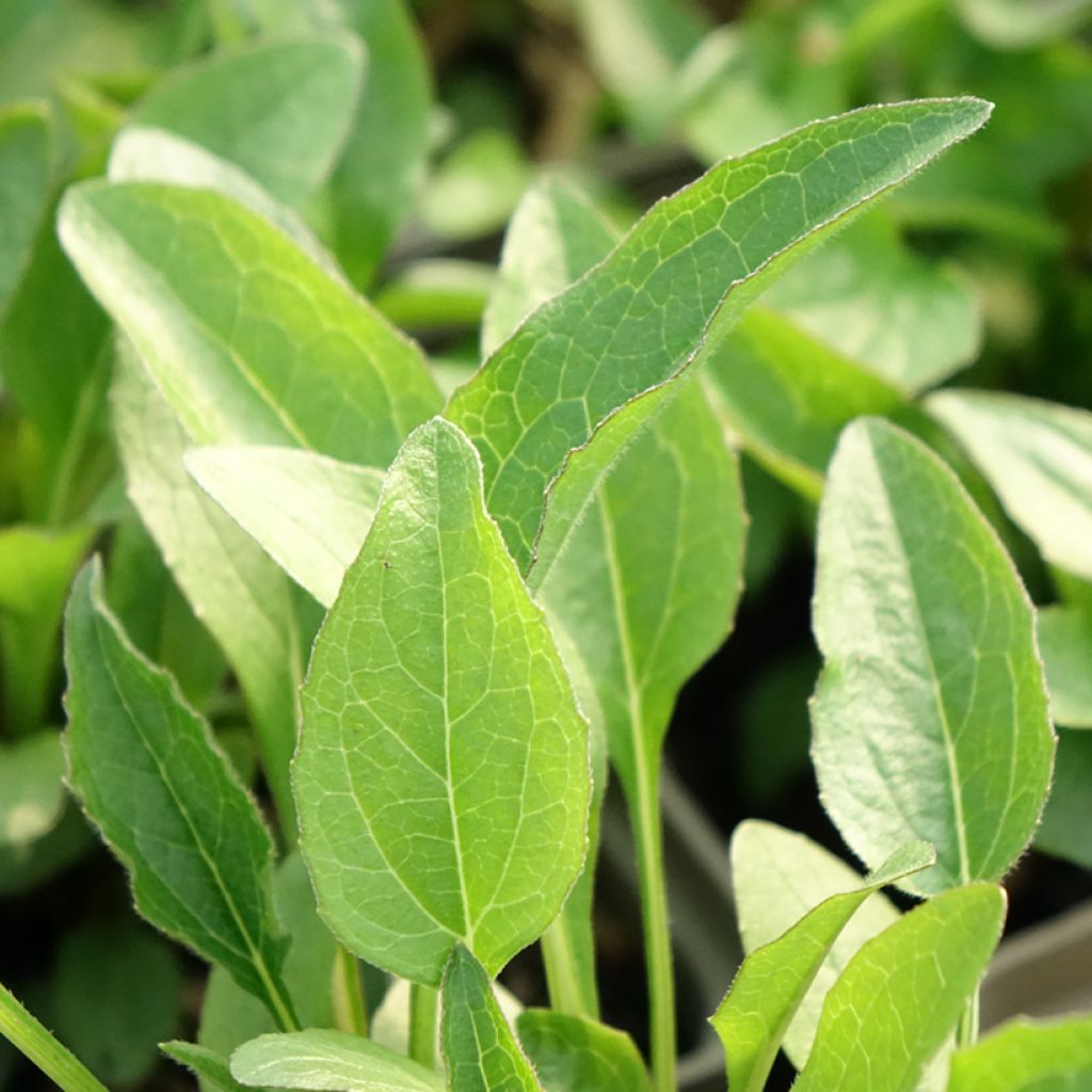 Echinacea Butterfly Kisses