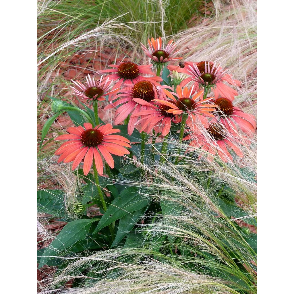 Echinacea Julia - Echinacée
