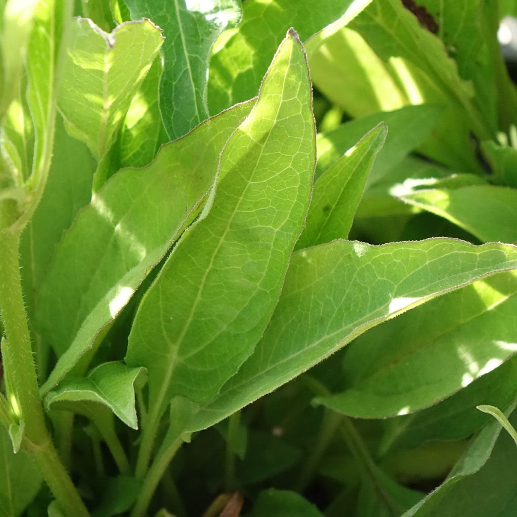 Echinacea Butterfly Orange Skipper