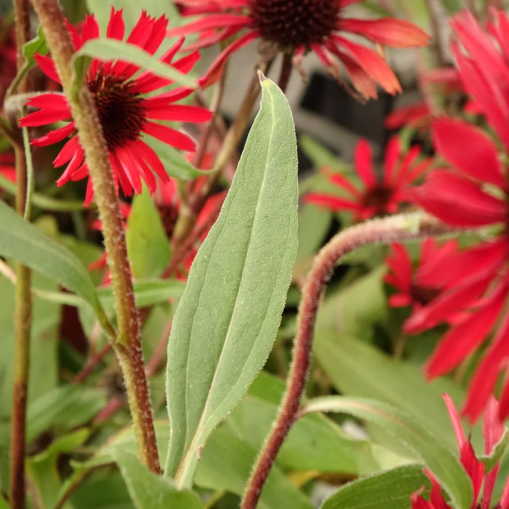 Echinacea purpurea Prima Ruby - Rode zonnehoed