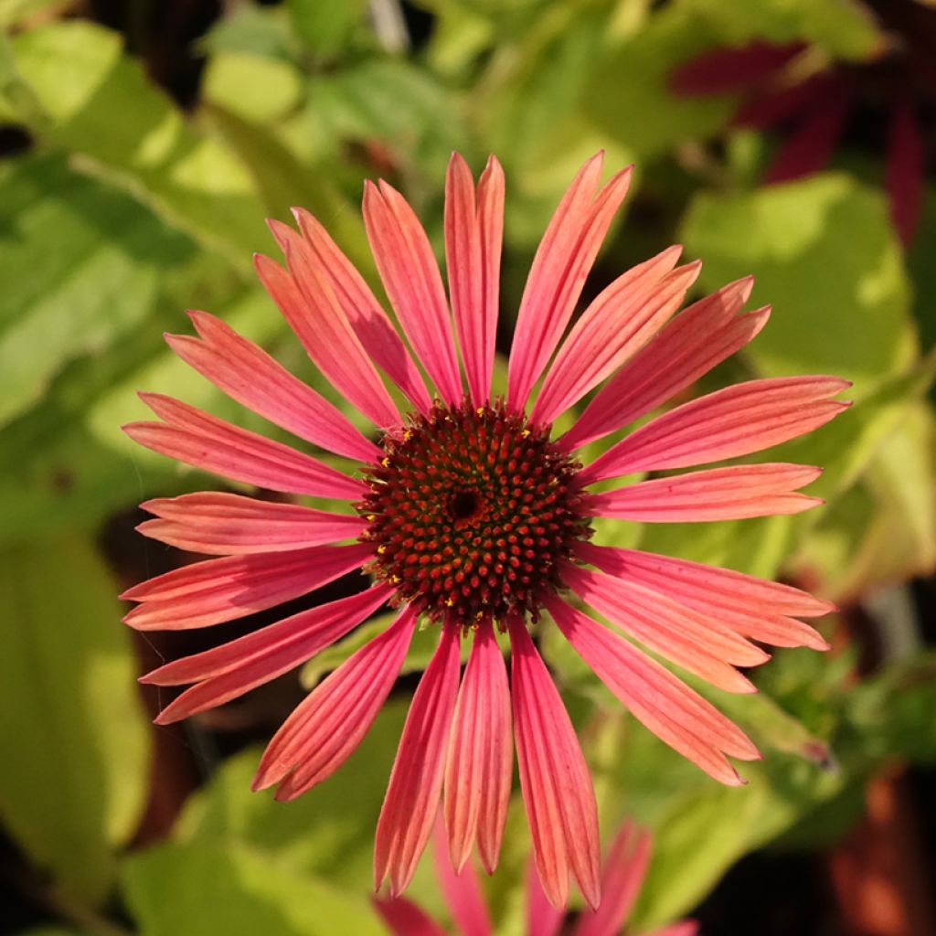 Echinacea purpurea Summer Cocktail