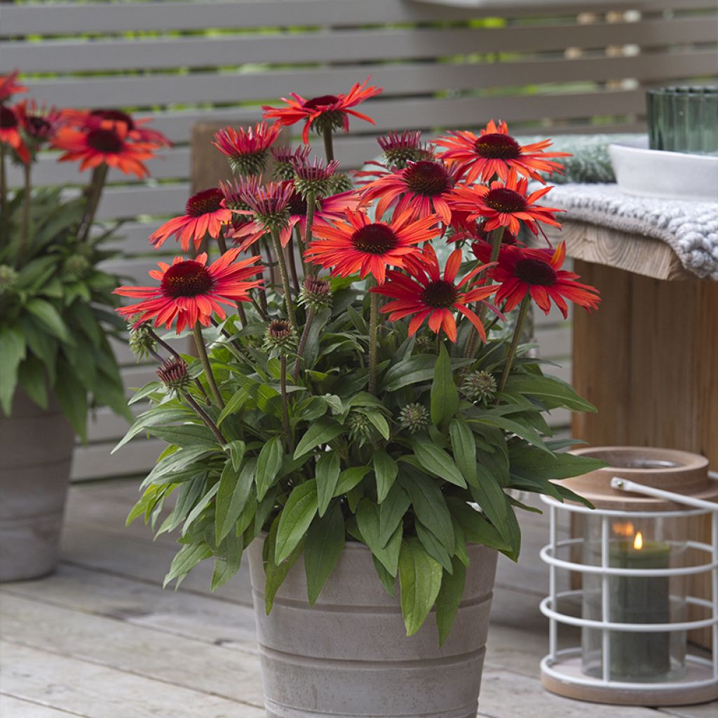 Echinacea Sun Magic Vintage Orange - Echinacée