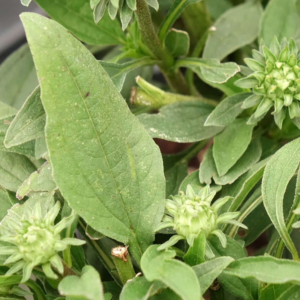 Echinacea purpurea SunSeekers Rainbow