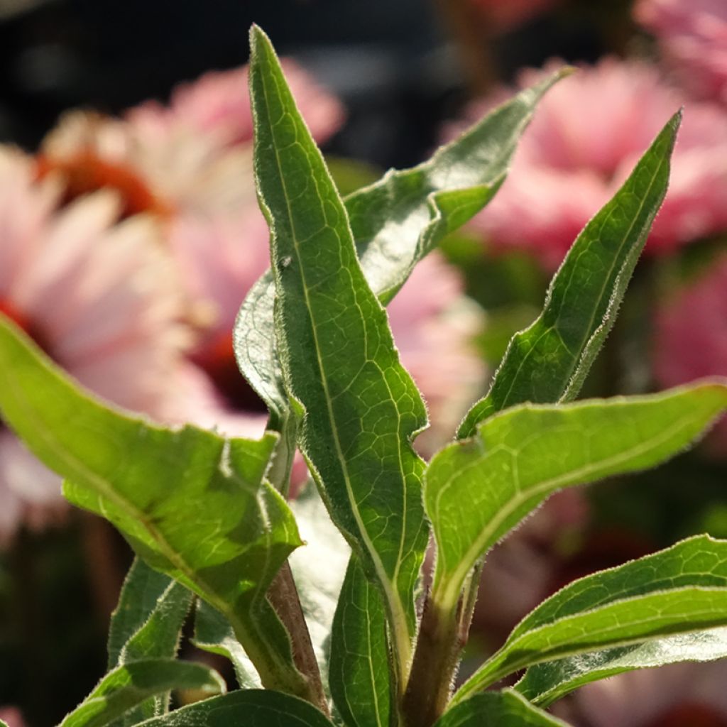 Echinacea SunSeekers Salmon