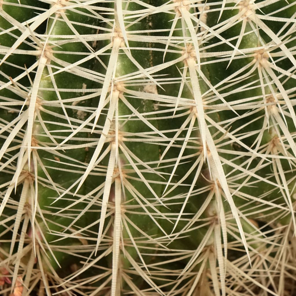 Echinocactus grusonii var. albispinus