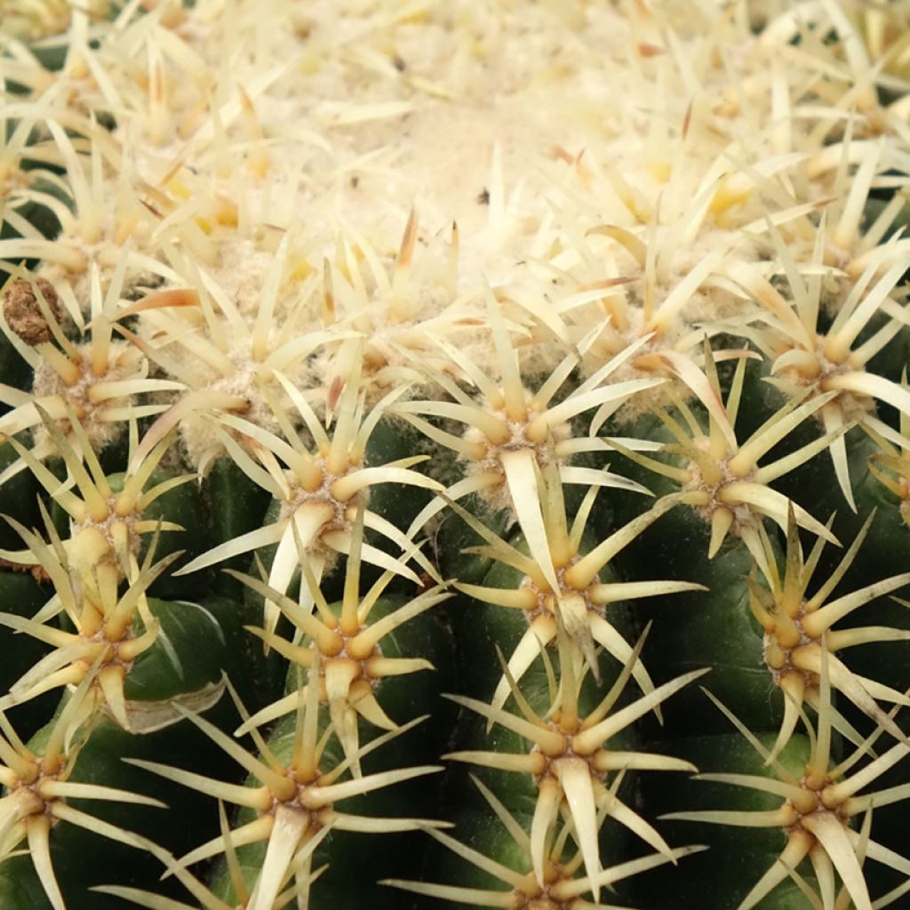 Echinocactus grusonii var. brevispinus