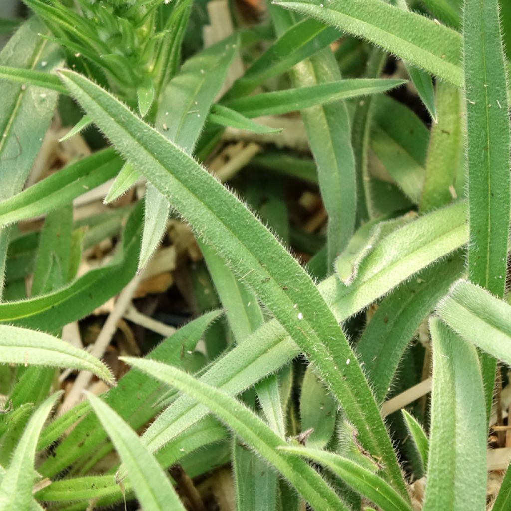 Echium amoenum Red Feathers