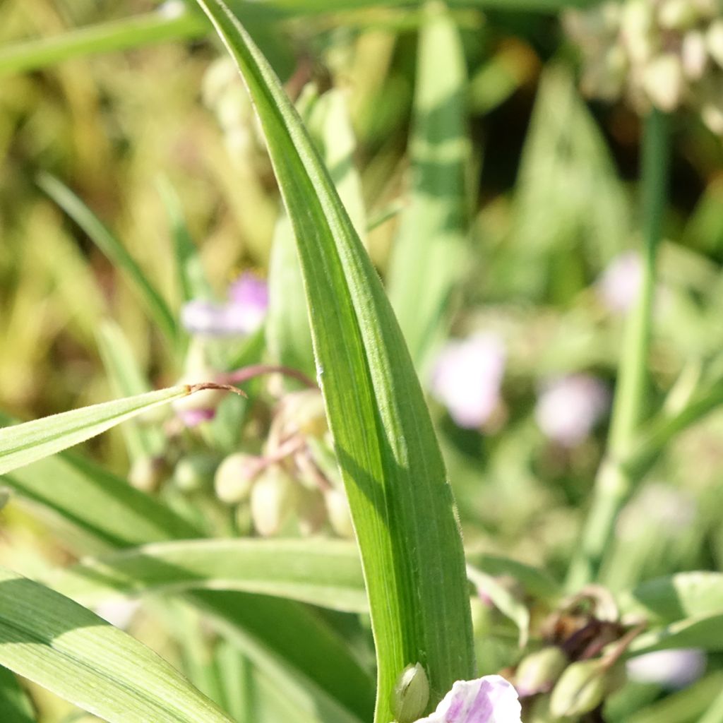Tradescantia andersoniana Pink Chablis