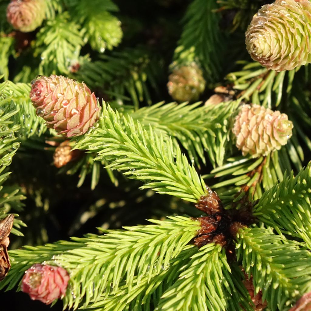 Picea abies Pusch