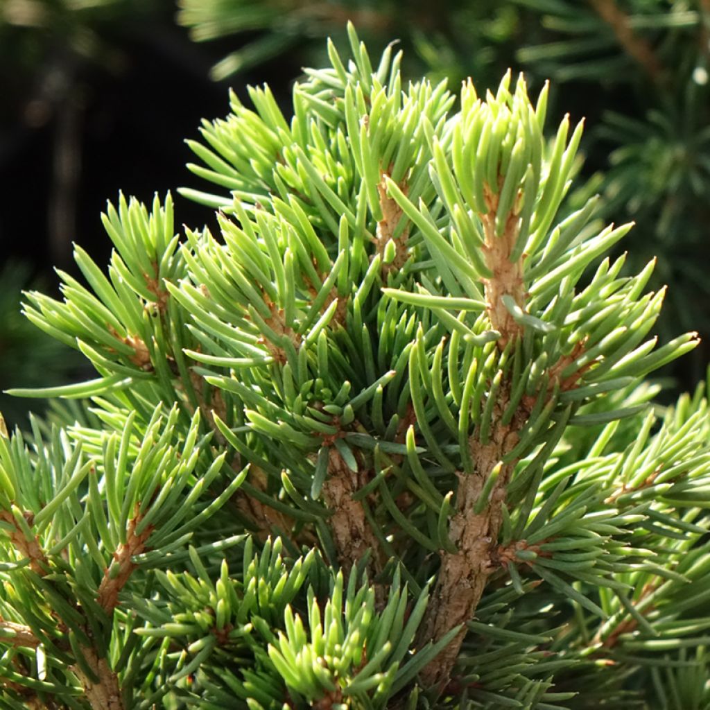 Picea abies Tompa
