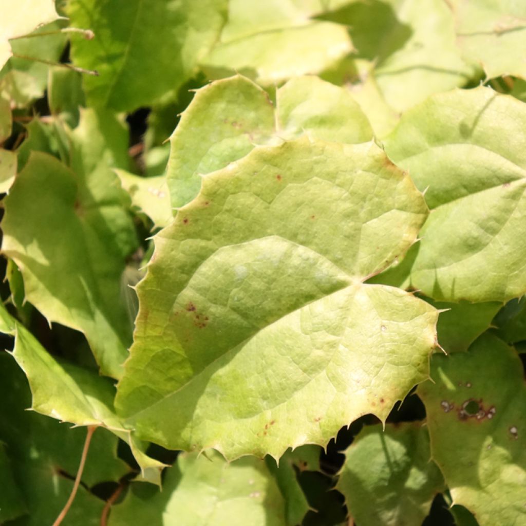 Epimedium rhizomatosum