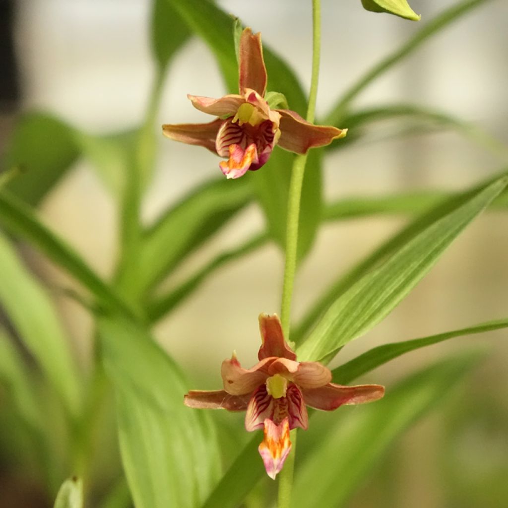 Epipactis thunbergii × gigantea