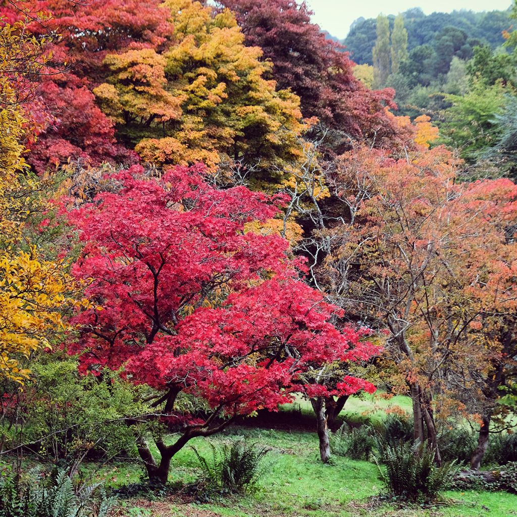 Érable du Japon - Acer palmatum