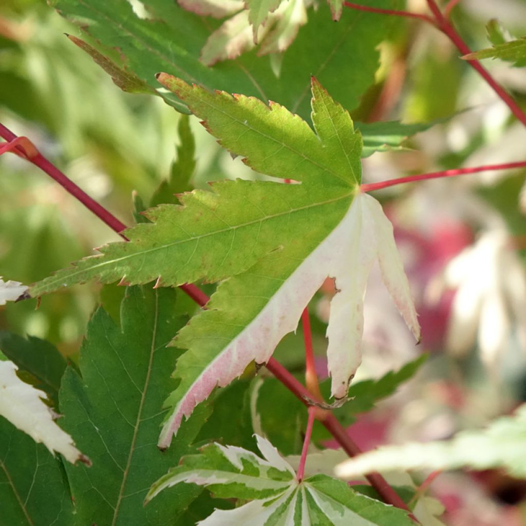 Ácer-do-japão Asahi Zuru - Acer palmatum