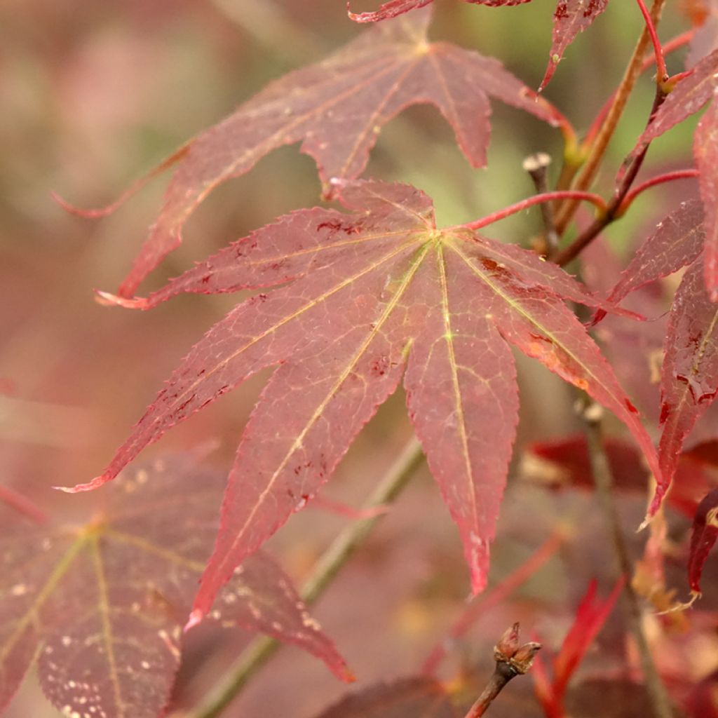 Ácer-do-japão Atropurpureum - Acer palmatum