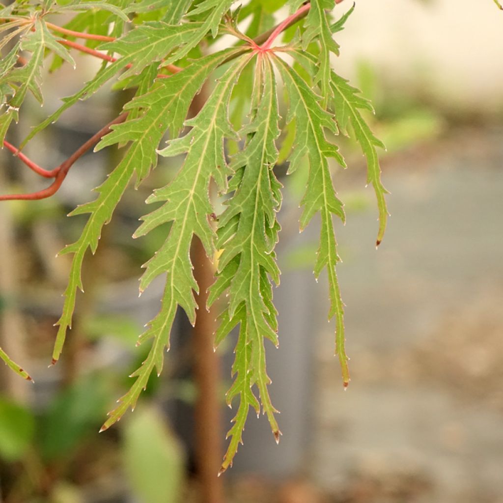 Ácer-do-japão Dissectum Viridis - Acer palmatum