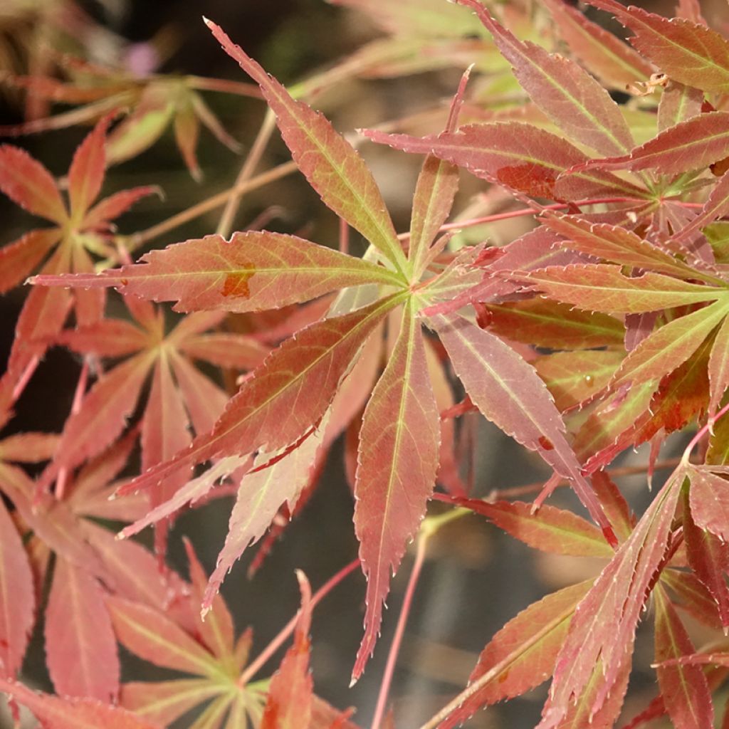 Ácer-do-japão Little Princess - Acer palmatum