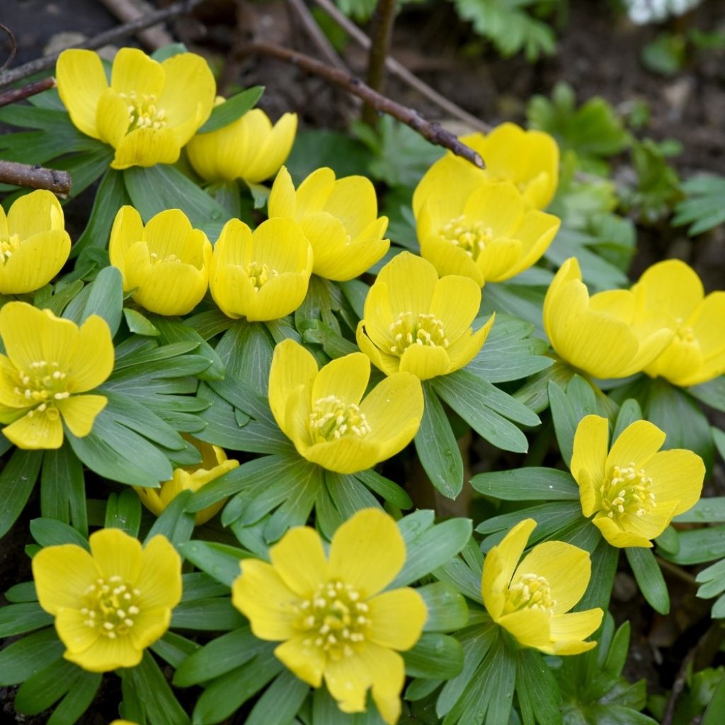 Eranthis hyemalis