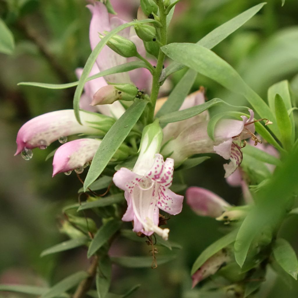 Eremophila laanii
