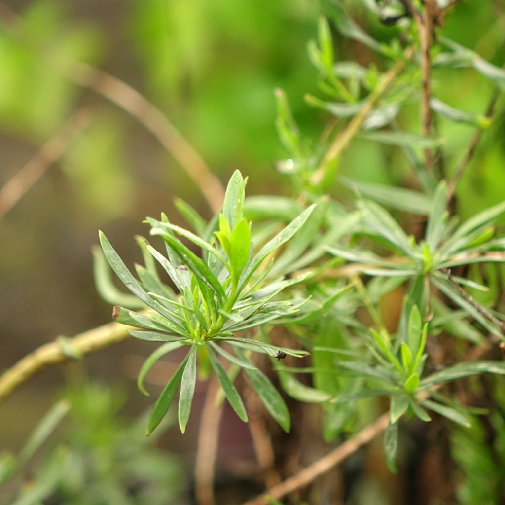 Eremophila maculata Aurea - Emustruik