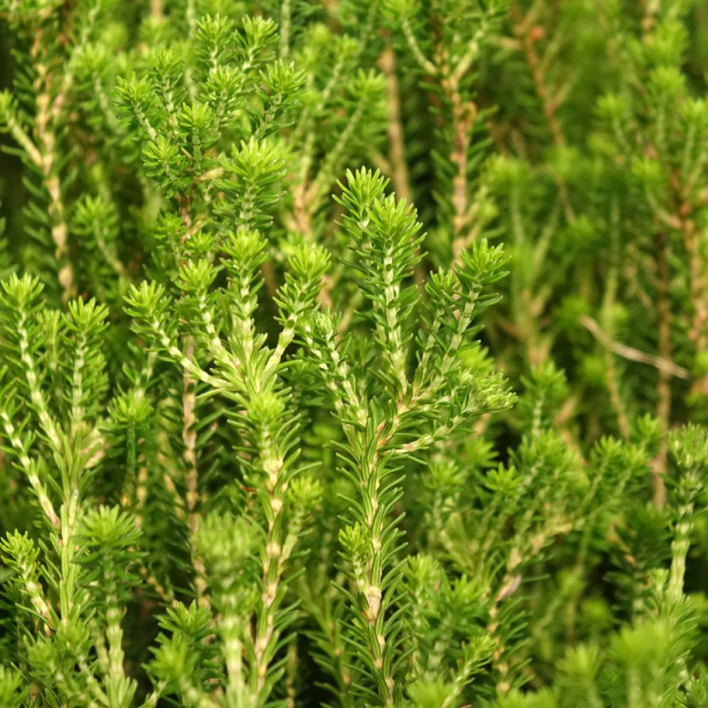 Erica terminalis - Urze-da-córsega