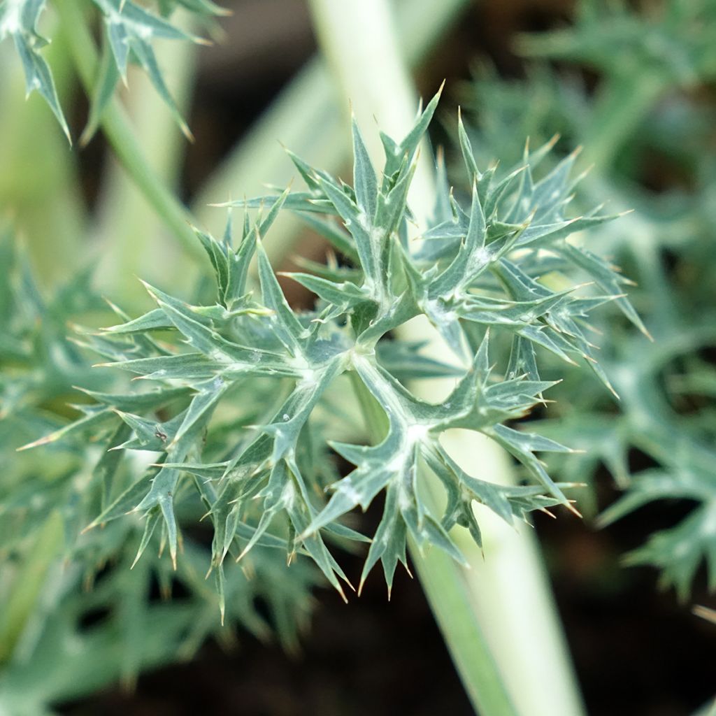 Cardo-azul Picos Amethyst Mackpam - Eryngium bourgatii