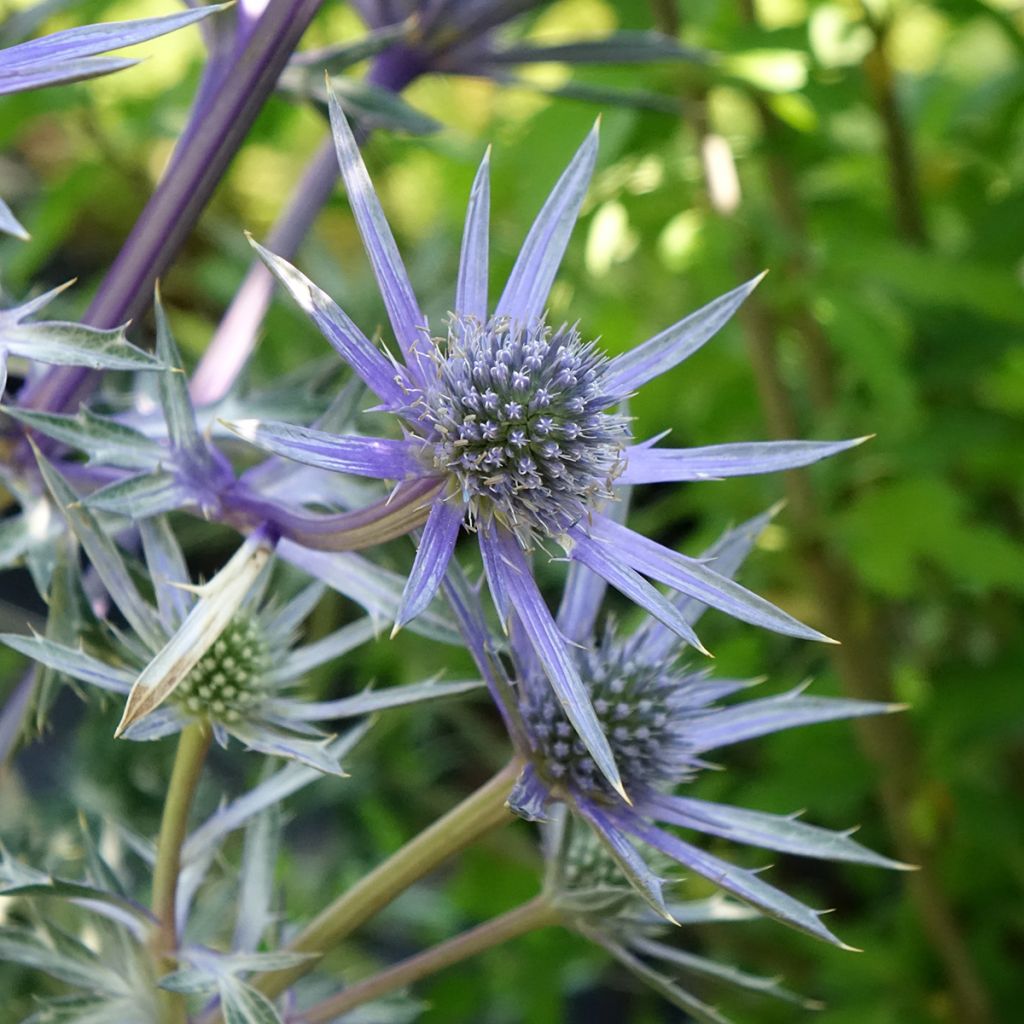 Cardo-azul Picos Amethyst Mackpam - Eryngium bourgatii