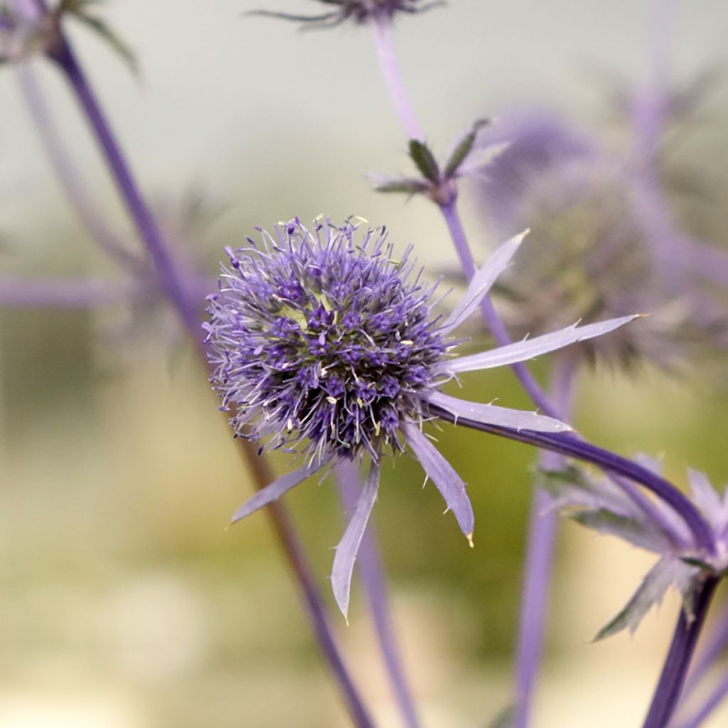 Eryngium planum