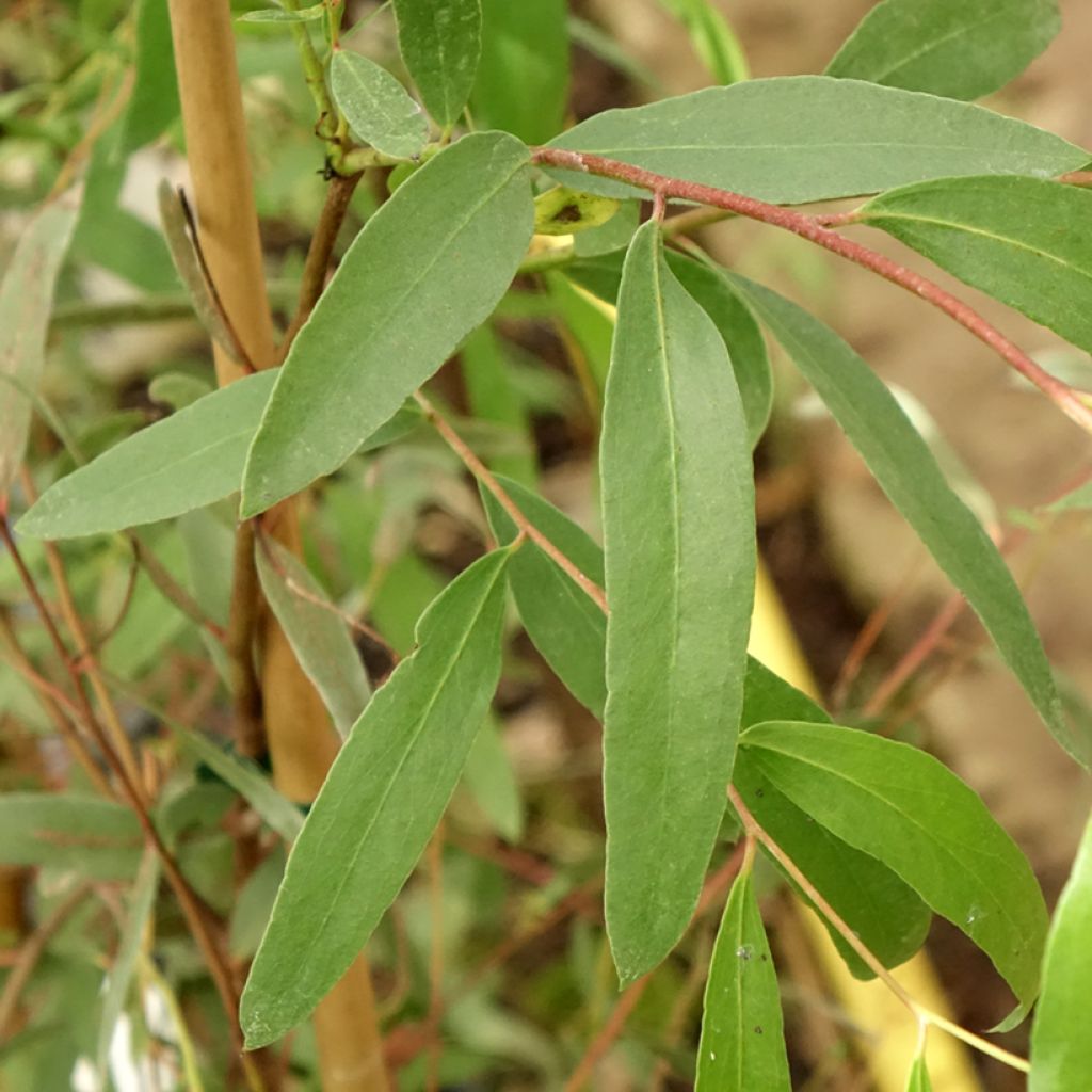 Eucalyptus aggregata